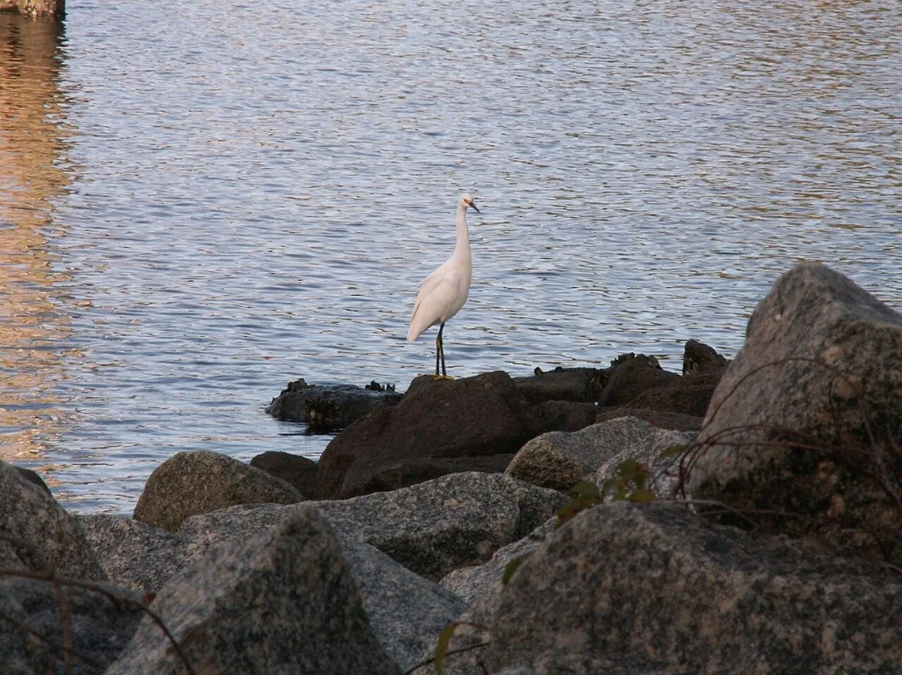 A wading bird on shoreline rocks at Palm Valley West Boat Ramp in Nocatee, Florida